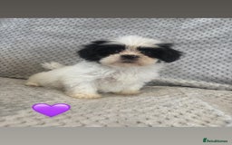 Lhasa Apso dogs for sale: Beautiful Lhasa Apso  - Image 19