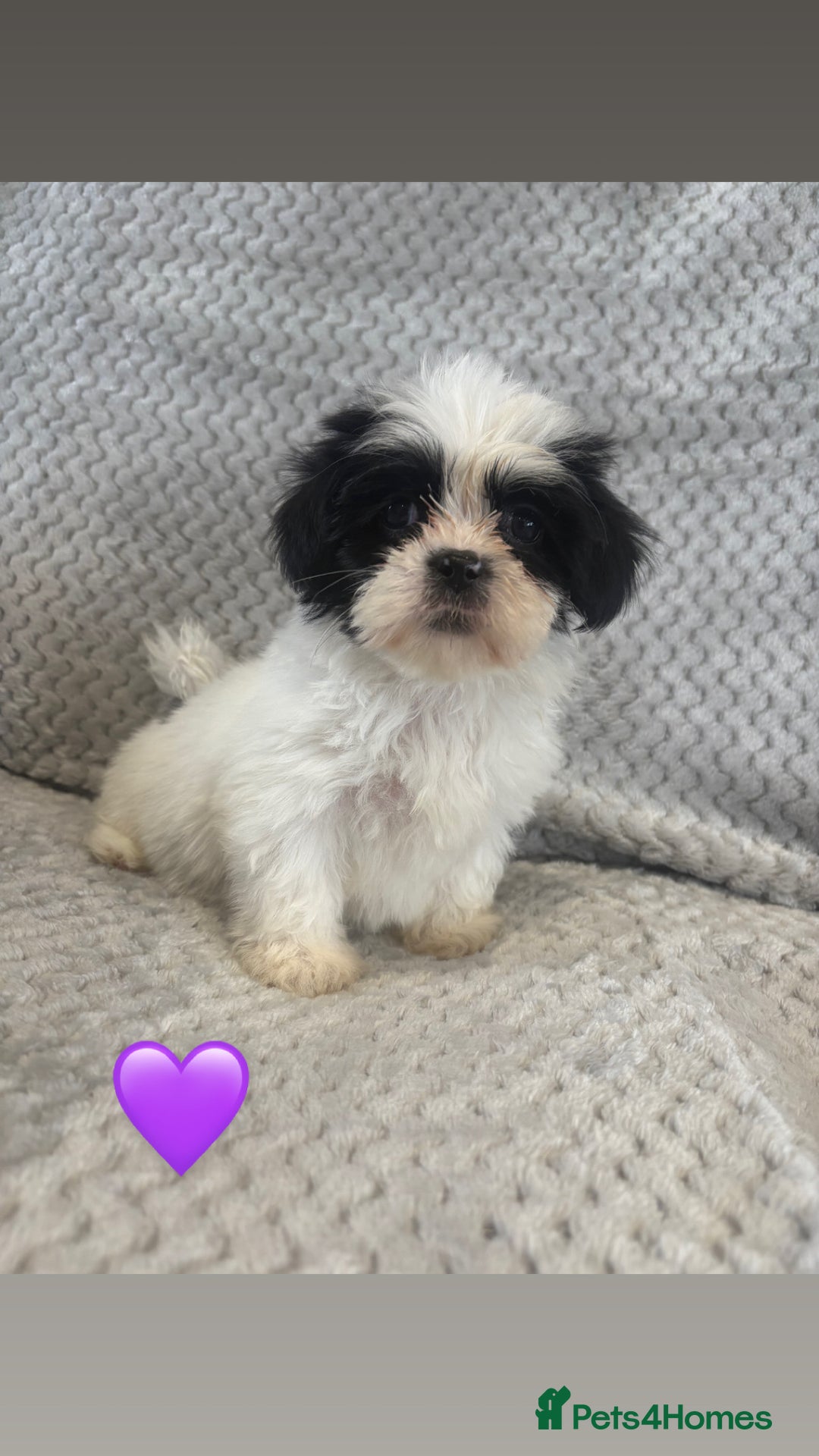Lhasa Apso dogs for sale: Beautiful Lhasa Apso  - Image 19