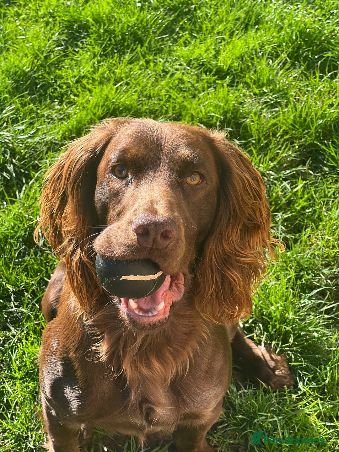 Cocker Spaniel dogs for sale: Purebred Cocker Spaniel,2 years old  - Advert 7