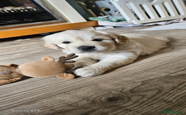 Golden Retriever dogs - Advert 11