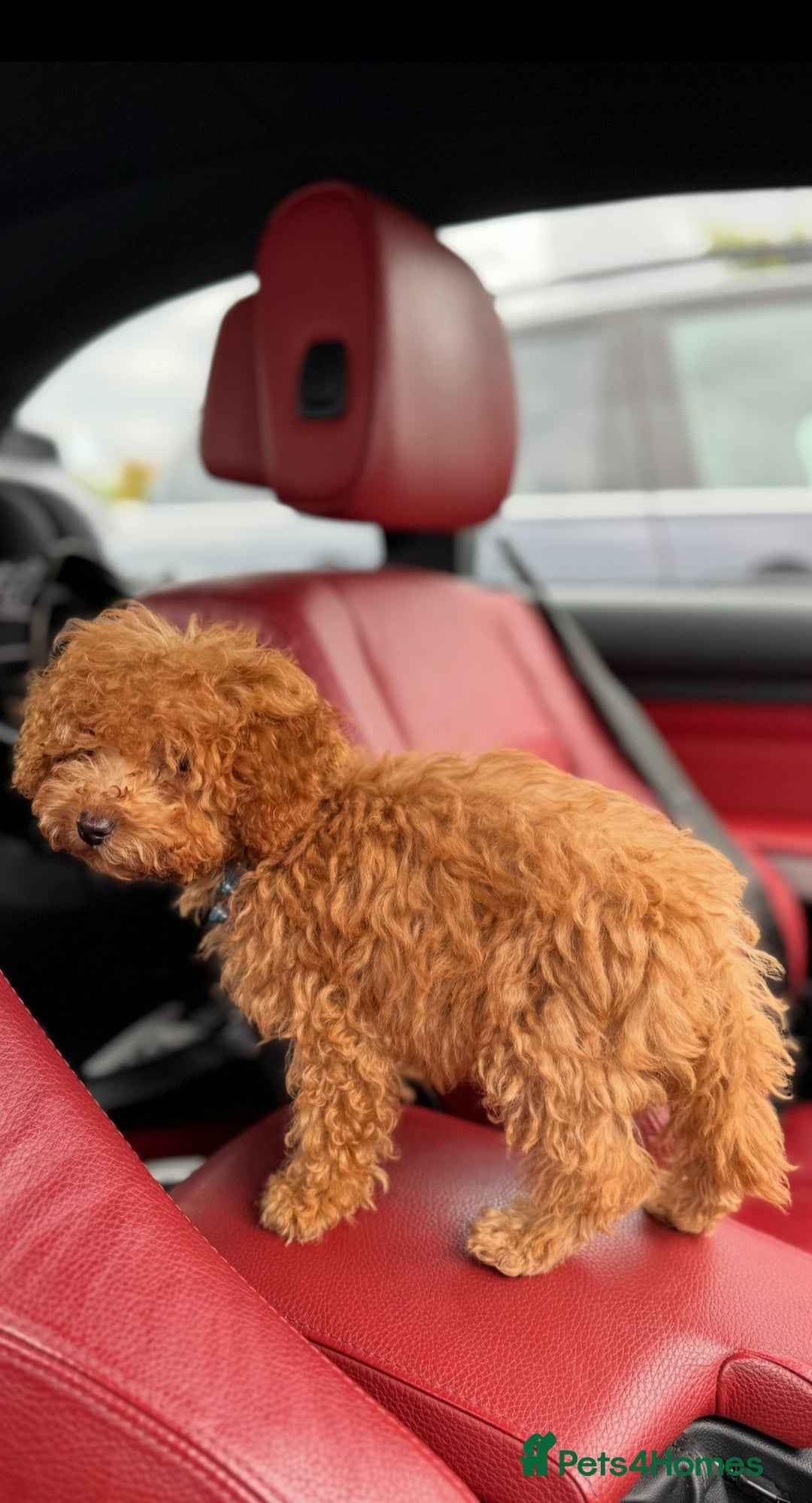 Toy Poodle dogs for sale: 5 month old toy poodle  - Image 4