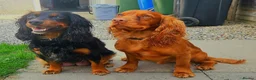 Cocker Spaniel dogs for stud: Working cocker for stud - Advert 4