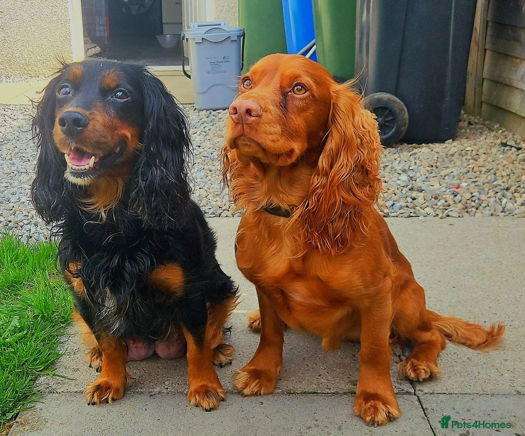 Cocker Spaniel dogs for stud: Working cocker for stud - Advert 4
