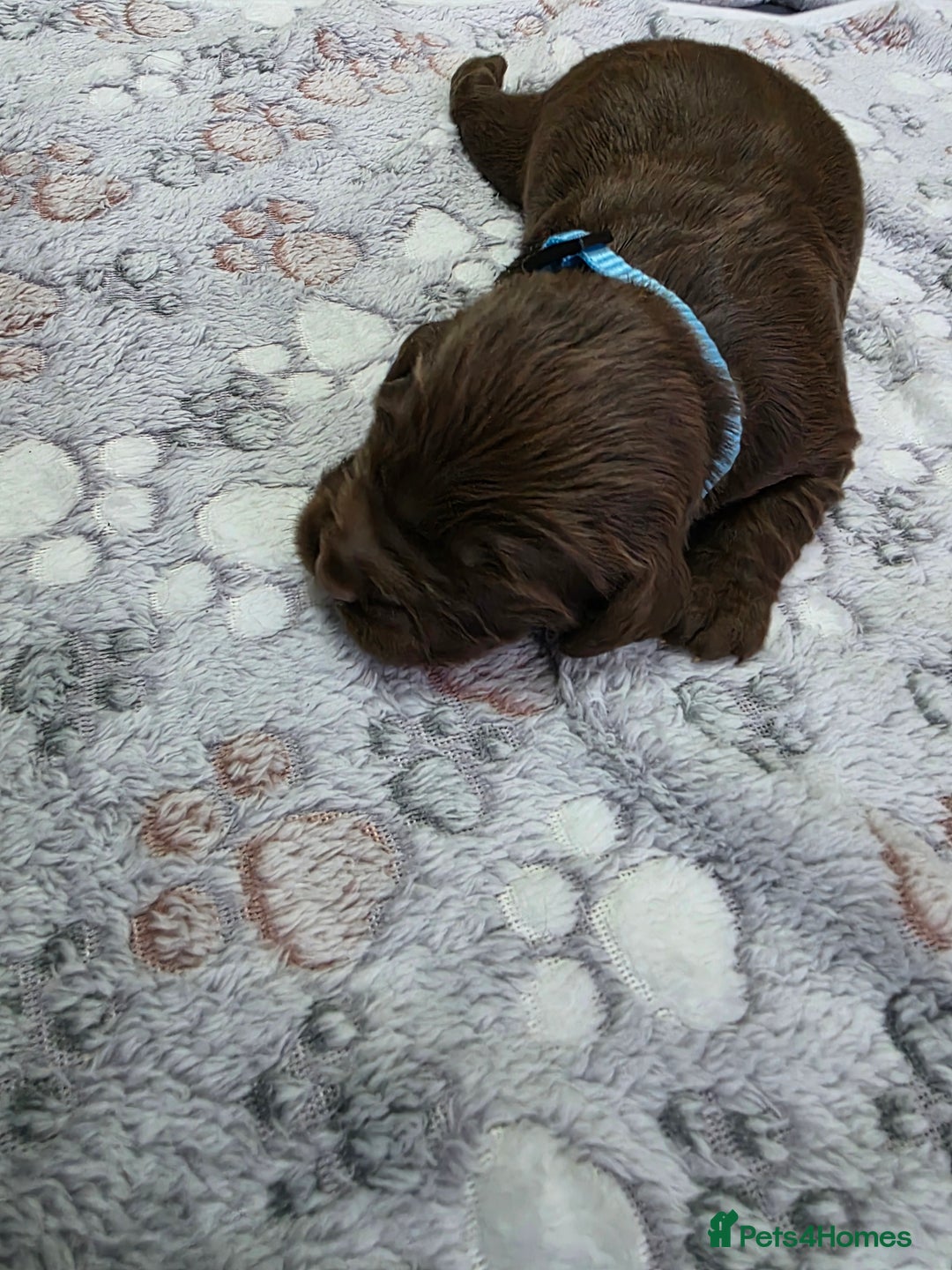 Cocker Spaniel dogs for sale: last puppy (girl) of the Working Cocker Spaniel - Advert 32