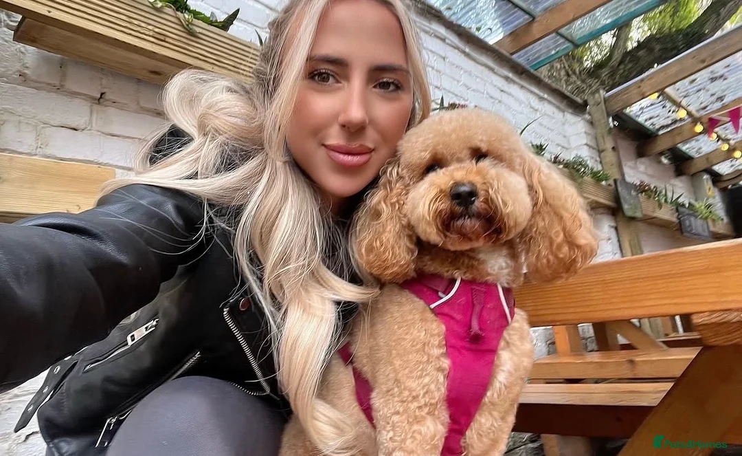 Cavapoo dogs for sale: BEAUTIFUL CAVAPOO PUPPIES 🐾 - Advert 1