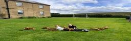 Hungarian Vizsla dogs for sale: !!REDUCED!! Beautiful KC Registered Vizsla Pups - Advert 12