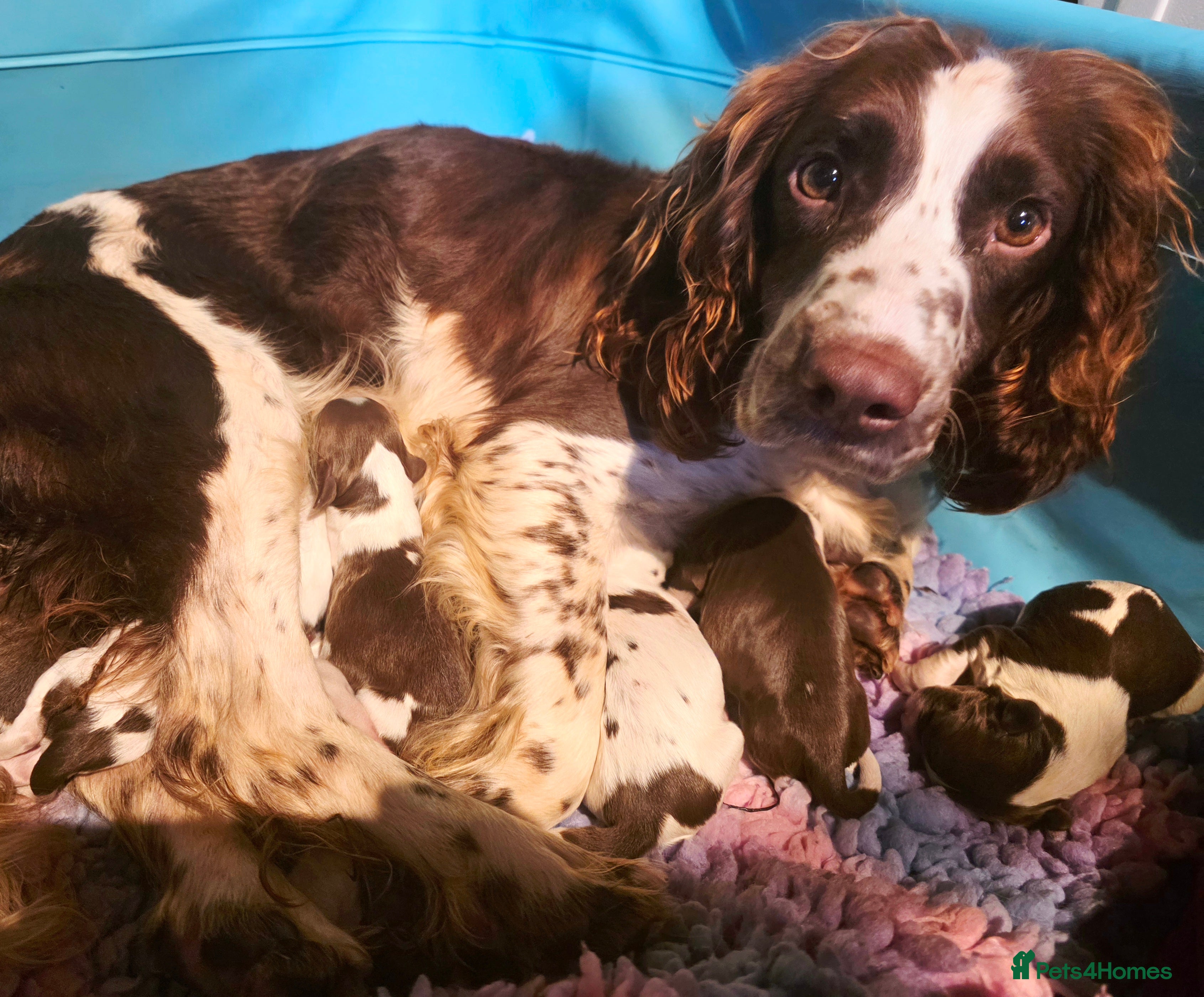 English Springer Spaniel dogs Outstanding Home Reared KC 5 ⭐️ Vetted Ready now  - Advert 2