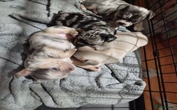 Mixed Breed dogs for sale: French bulldog dog cross puppies - Image 1