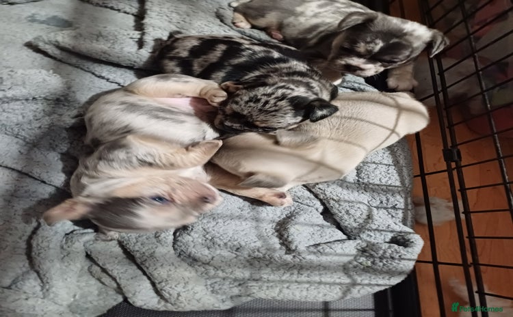 Mixed Breed dogs - Advert 1
