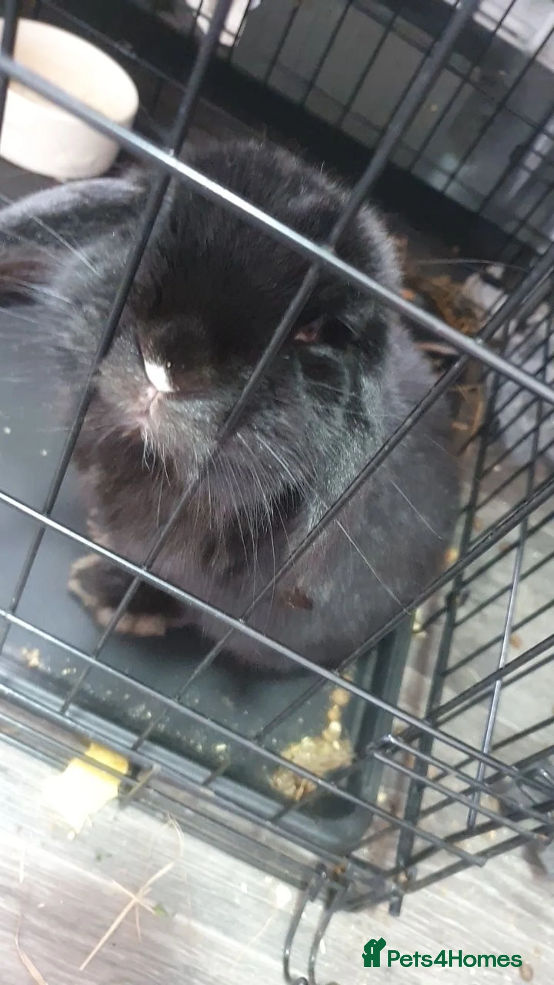 Mixed Breed rabbits for sale: Black rabbit for sale  - Advert 1