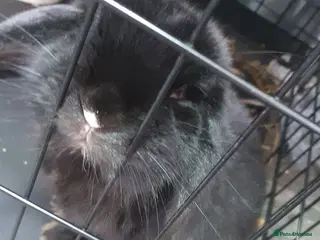 Mixed Breed rabbits Black rabbit for sale - Advert 12