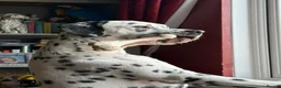 Dalmatian dogs for sale: Stunning Black-Spotted Dalmatian Male in Immingham - Advert 5