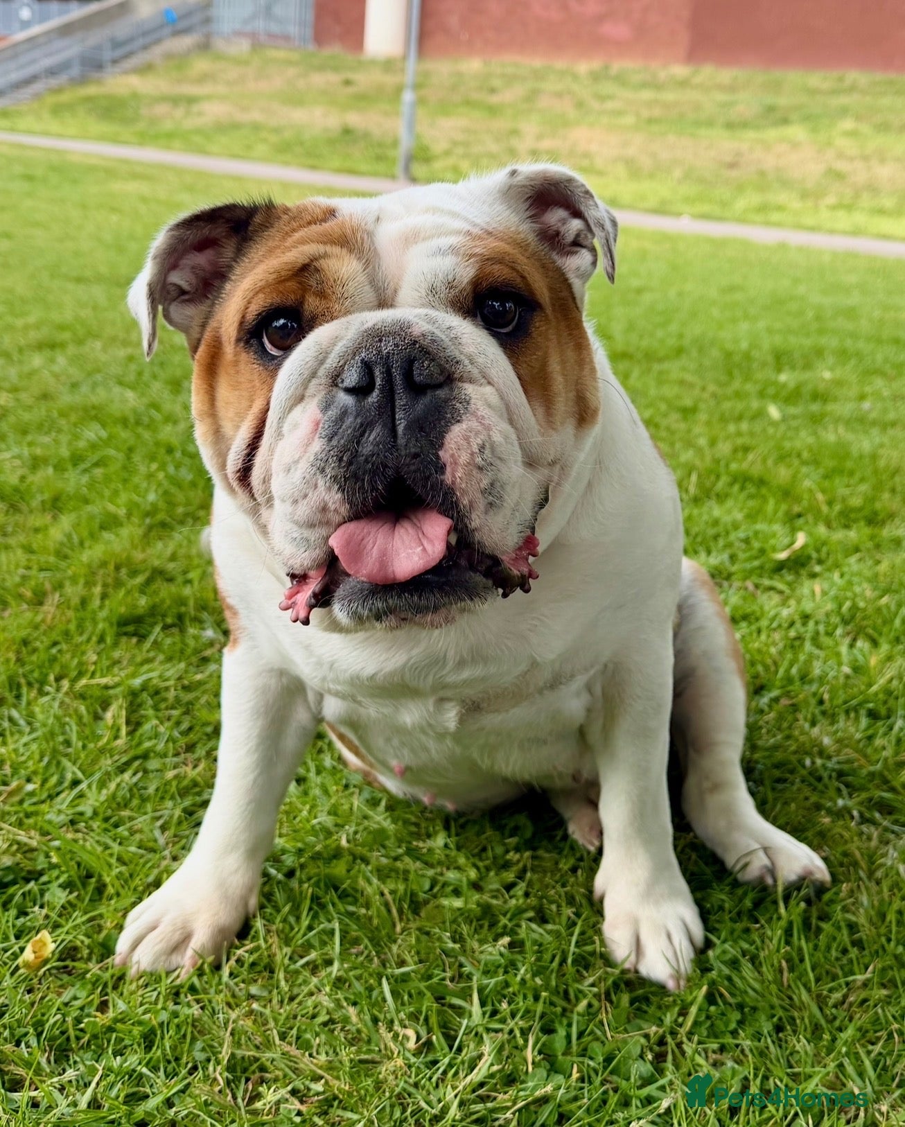 English Bulldog dogs  Stunning English bulldog puppies - Advert 17