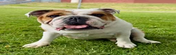 English Bulldog dogs for sale:  Stunning English bulldog puppies in Portsmouth - Advert 1