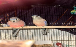 Parakeets birds for sale: Pair of bourke Parakeets  - Image 3