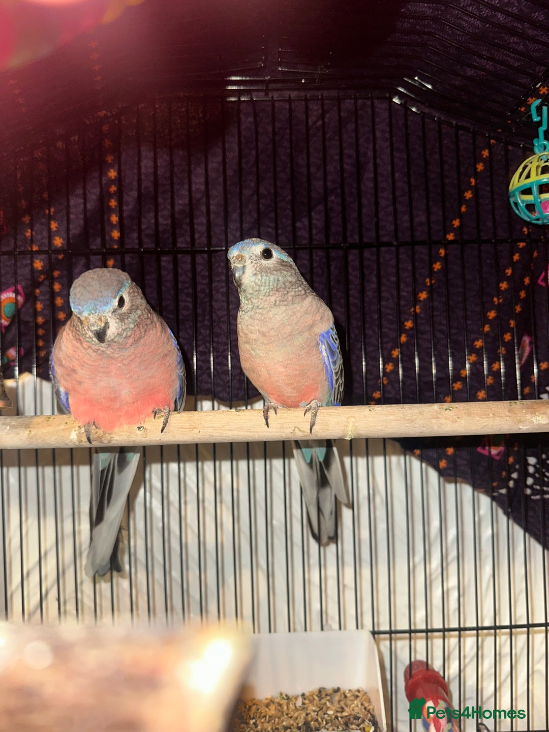 Parakeets birds for sale: Pair of bourke Parakeets  - Image 3