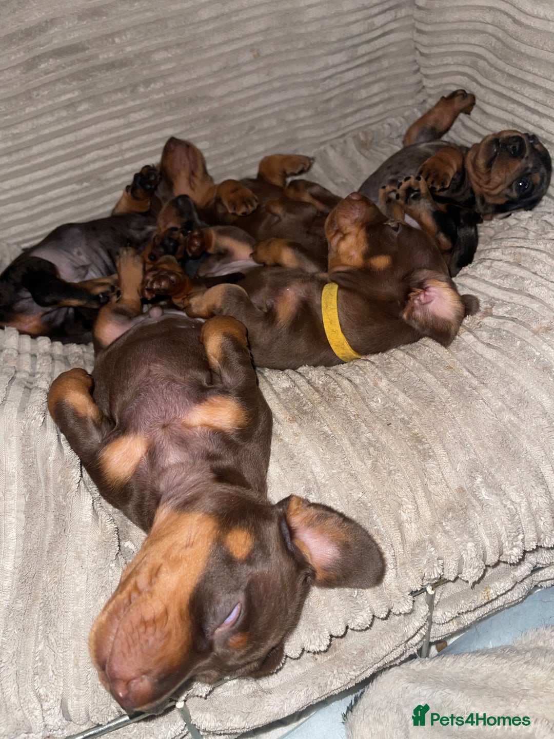Miniature Dachshund dogs for sale: KC Reg Pedigree Mini Smooth Haired Dachshunds - Image 21