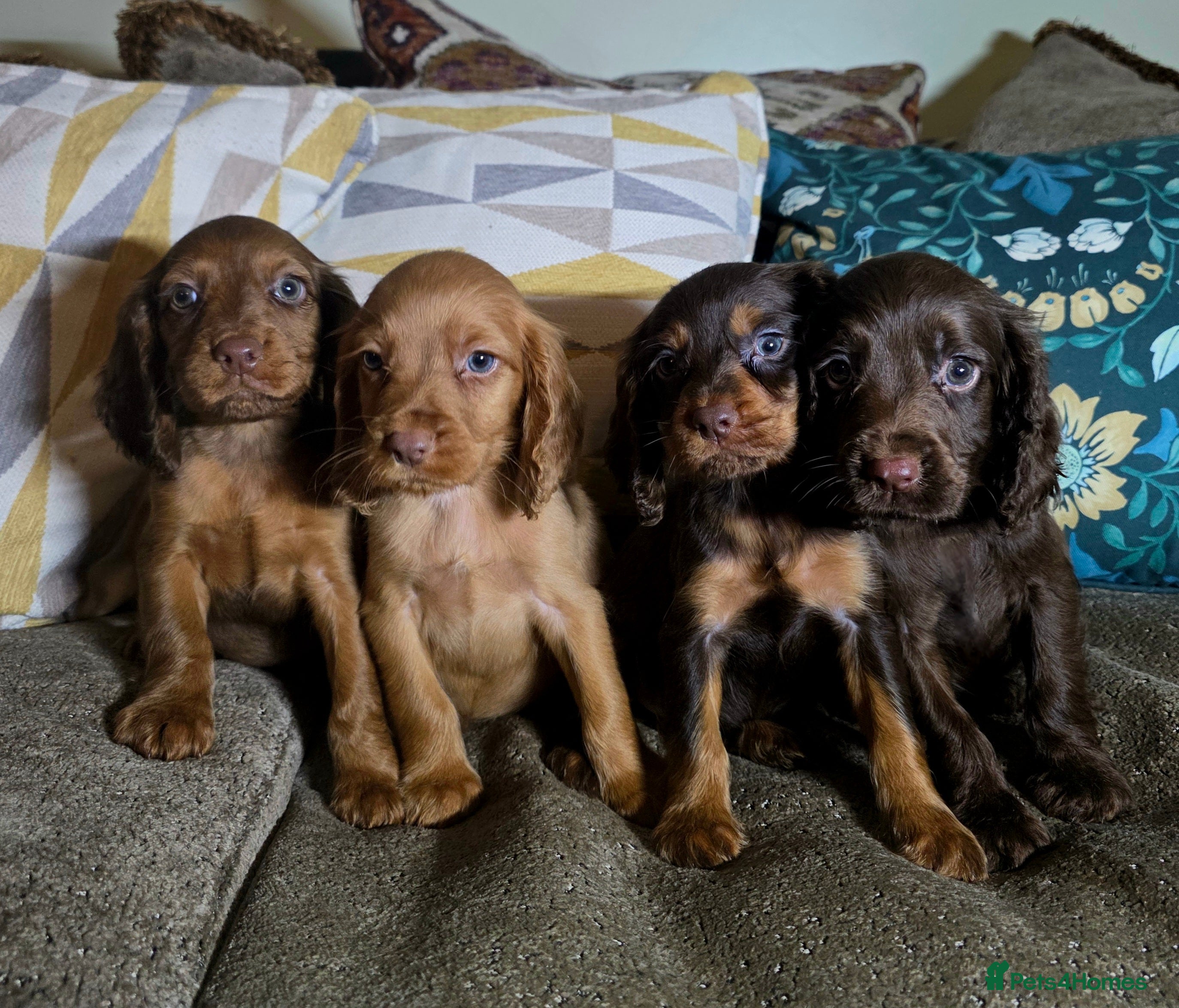Cocker Spaniel dogs 🐶Working Cocker spaniels🐶 DNA clear  - Advert 18