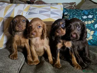 Cocker Spaniel dogs 🐶Working Cocker spaniels🐶 DNA clear - Advert 4