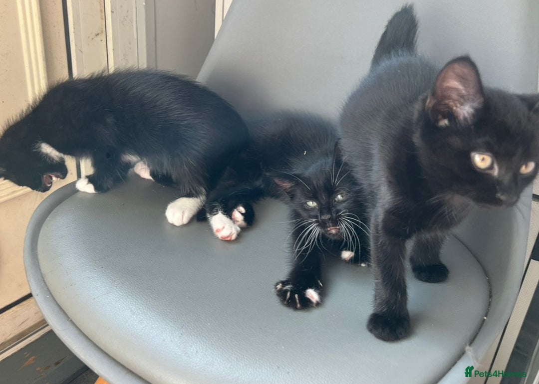 British Longhair cats for sale: Mixed breed kittens long hair Ready now! in Sevenoaks - Image 5