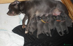 Staffordshire Bull Terrier dogs for sale: Staffordshire bull terrier puppies | blue staff - Image 8