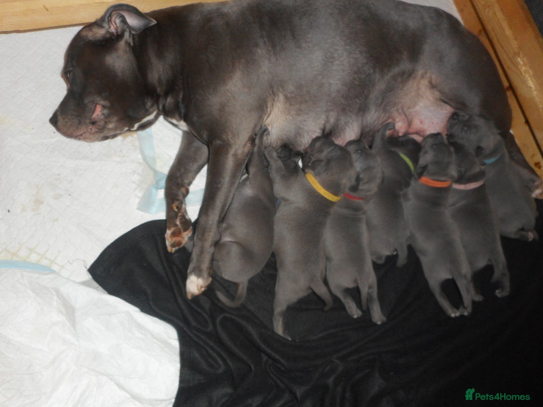 Staffordshire Bull Terrier dogs for sale: Staffordshire bull terrier puppies | blue staff - Image 8