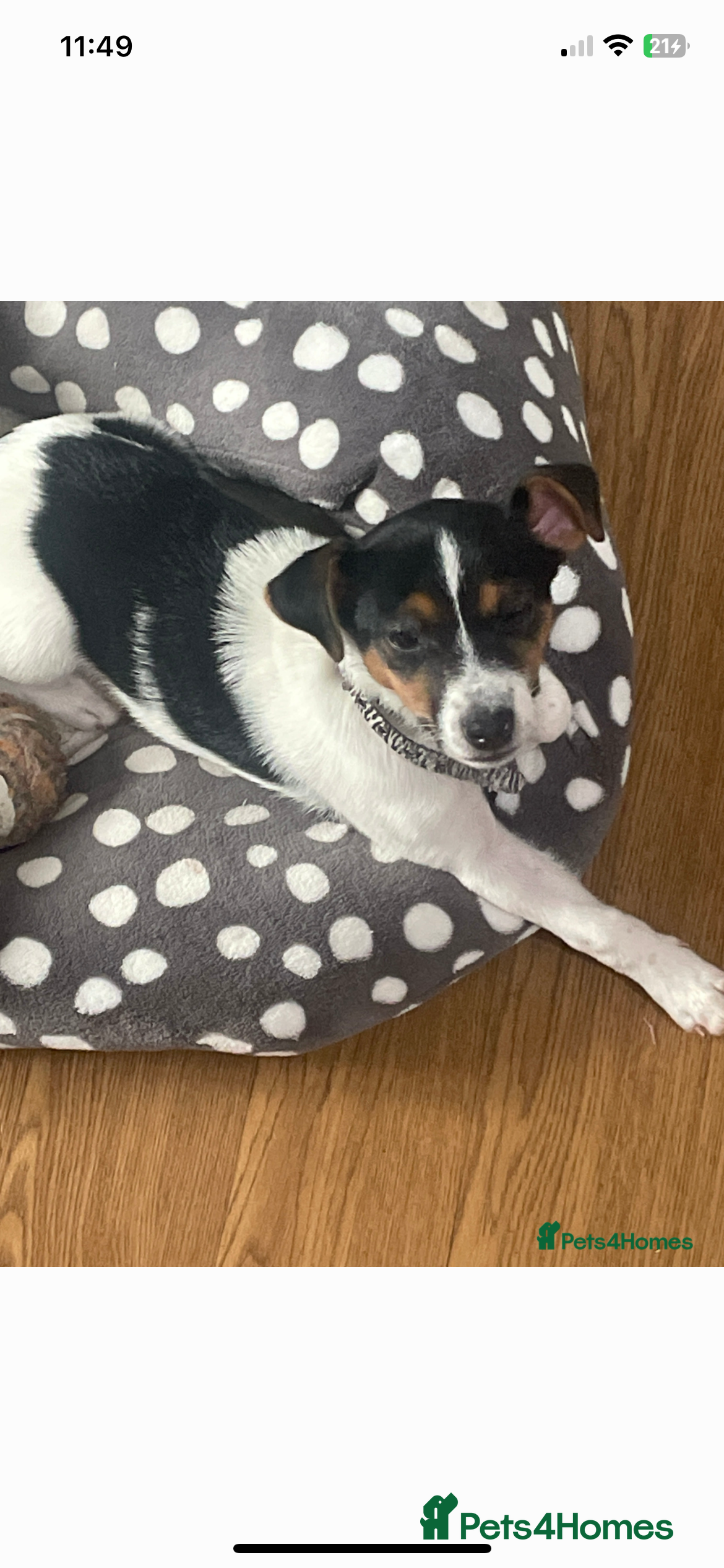 Jack Russell dogs Girl Jack Russell  - Advert 5