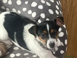 Jack Russell dogs Girl Jack Russell - Advert 5