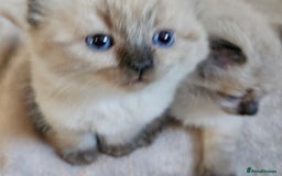 Ragdoll cats for sale: Ragdoll kittens  - Image 14