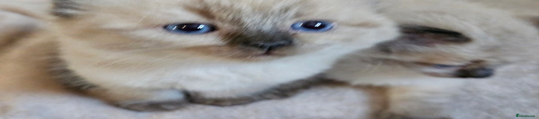 Ragdoll Kitten 1