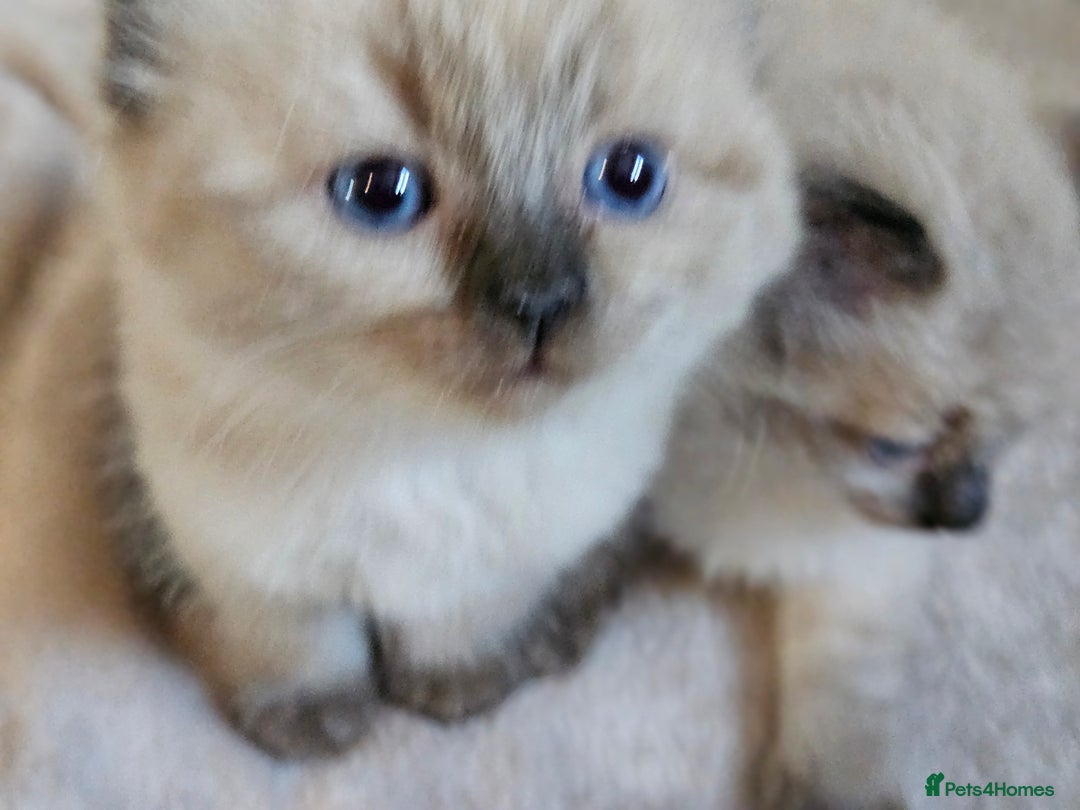 Ragdoll cats for sale: Ragdoll kittens  - Image 14