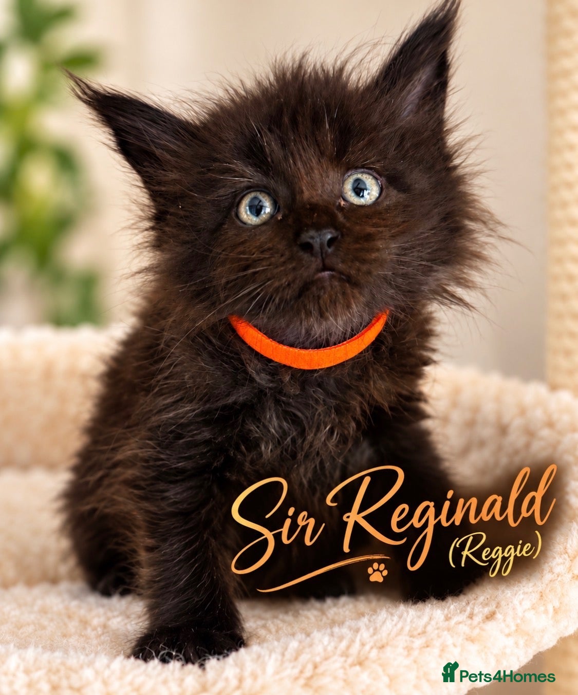 Maine Coon cats READY NOW , TICA REG MAINECOONS  - Advert 1