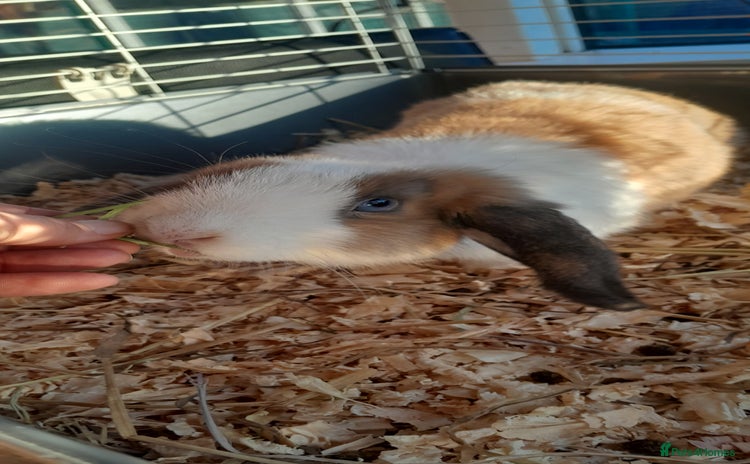 Mini Lop rabbits mini lop - Advert 16