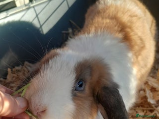 Mini Lop rabbits mini lop - Advert 17