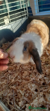 Mini Lop rabbits mini lop - Advert 16