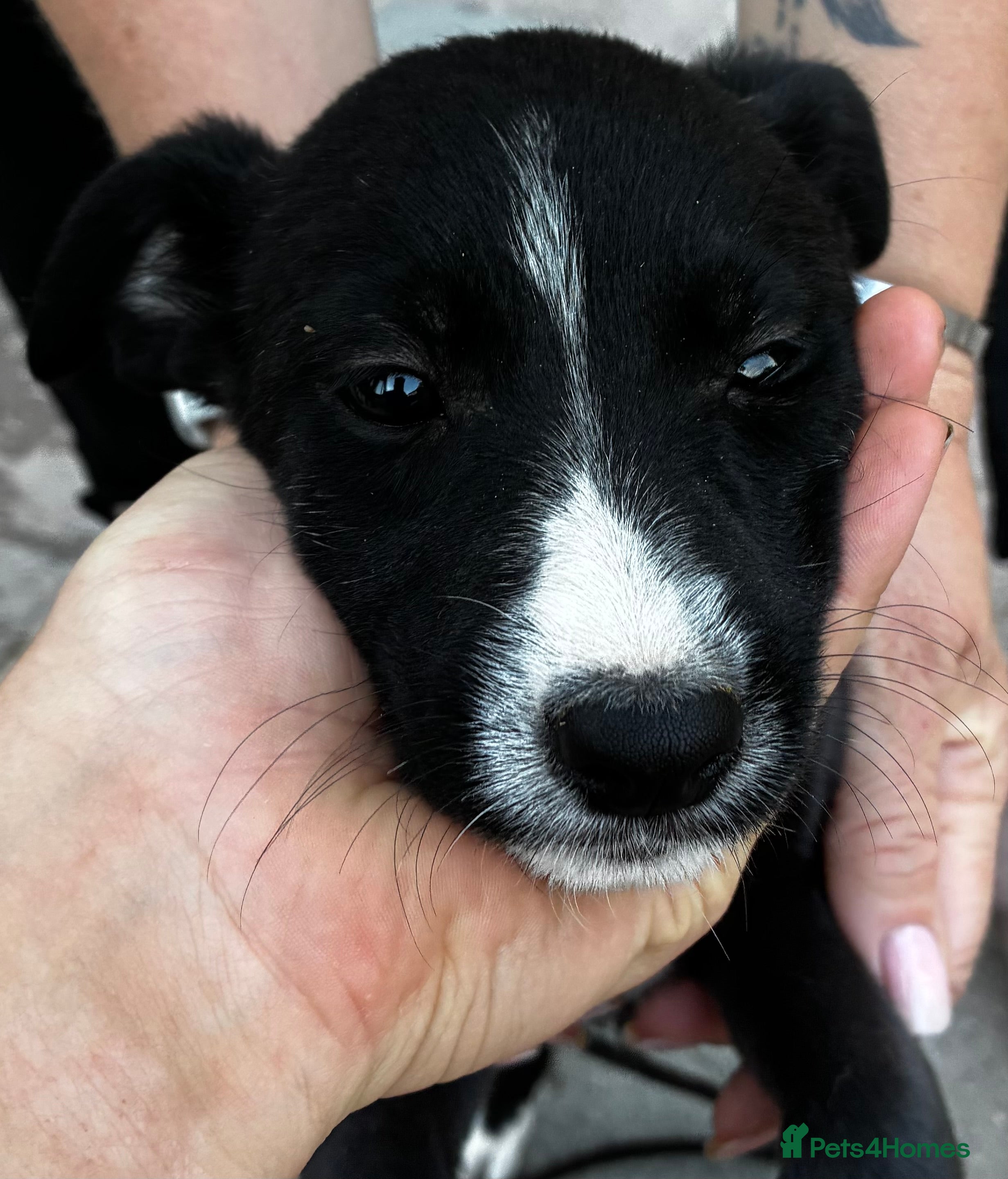 Lurcher dogs Top quality Lurcher puppies - Advert 2