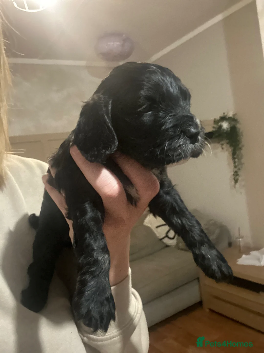 Cockapoo dogs for sale: F1B Cockapoo’s for sale - Advert 2