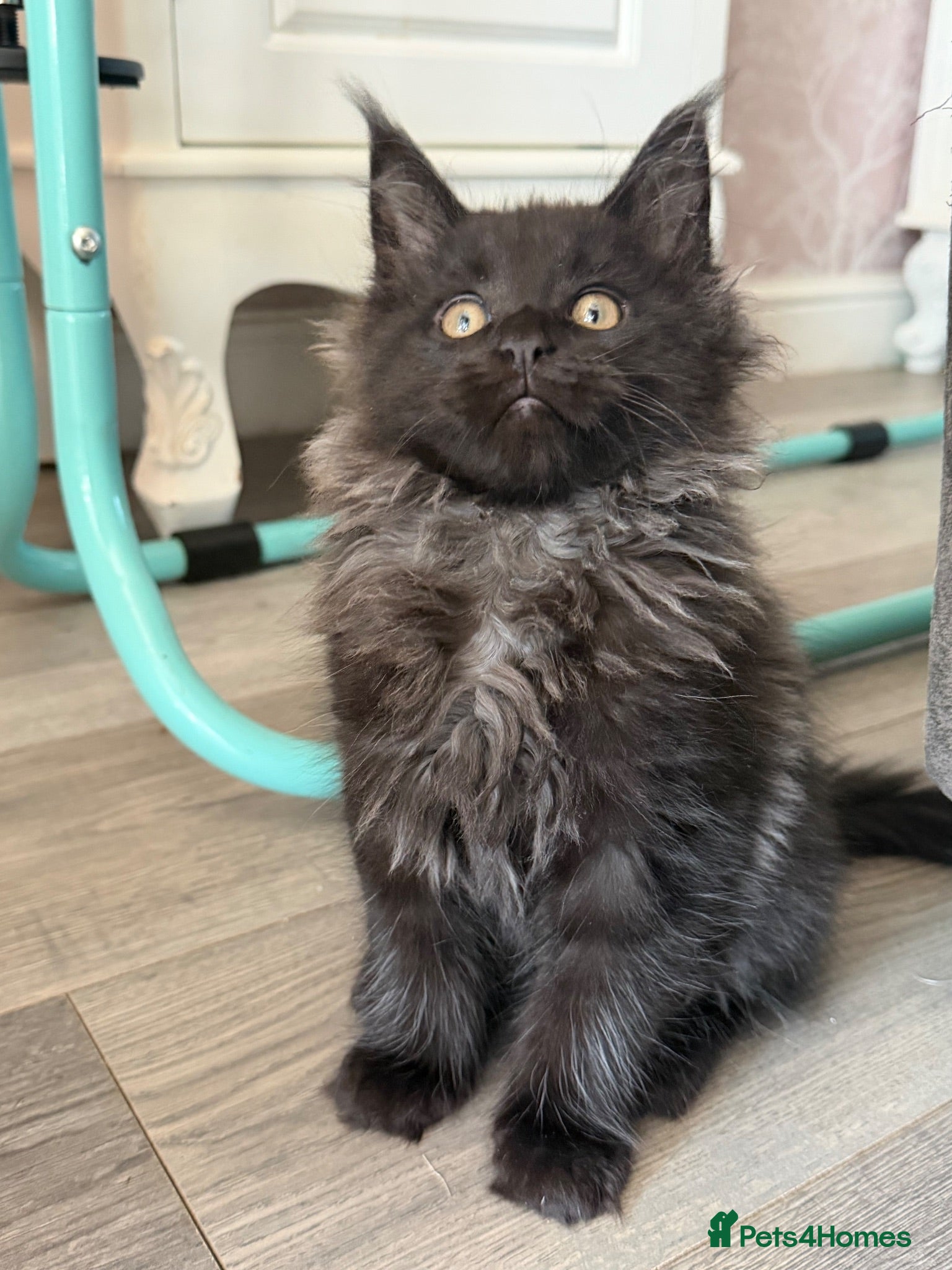 Maine Coon cats Tica registered black smoked male Maine coon - Advert 2