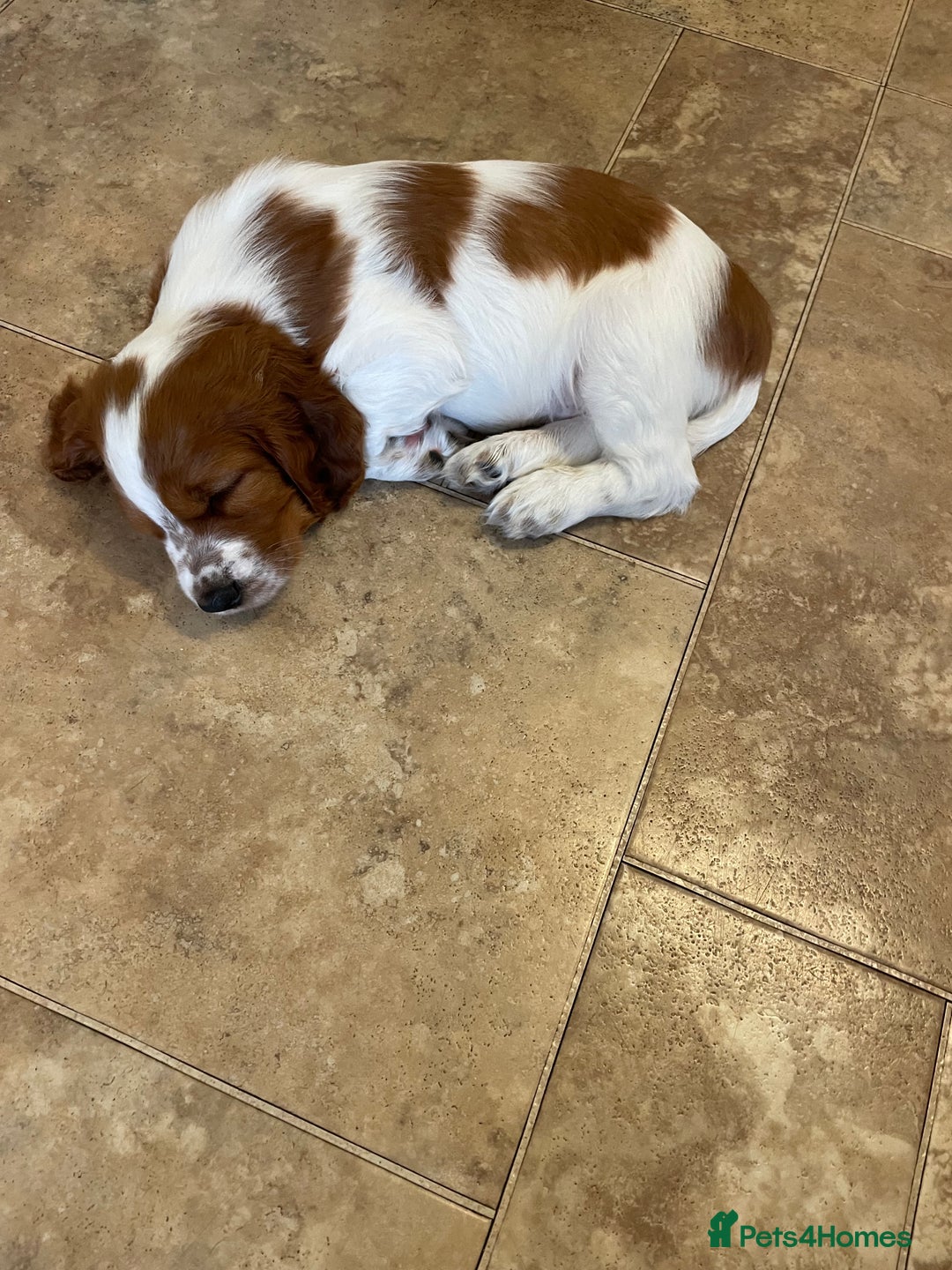 Welsh Springer Spaniel dogs for sale: One little Welsh Springer Spaniel boy!  - Image 5