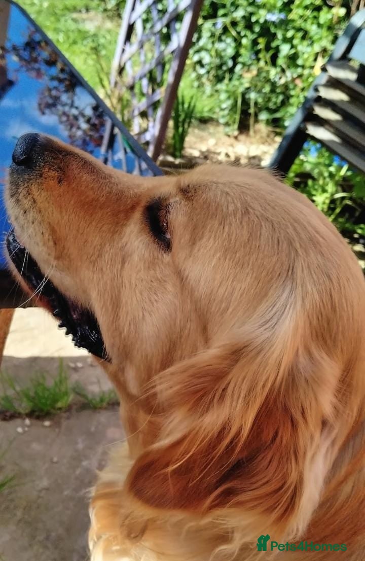 Golden Retriever dogs Robbie 🐶 - Advert 3