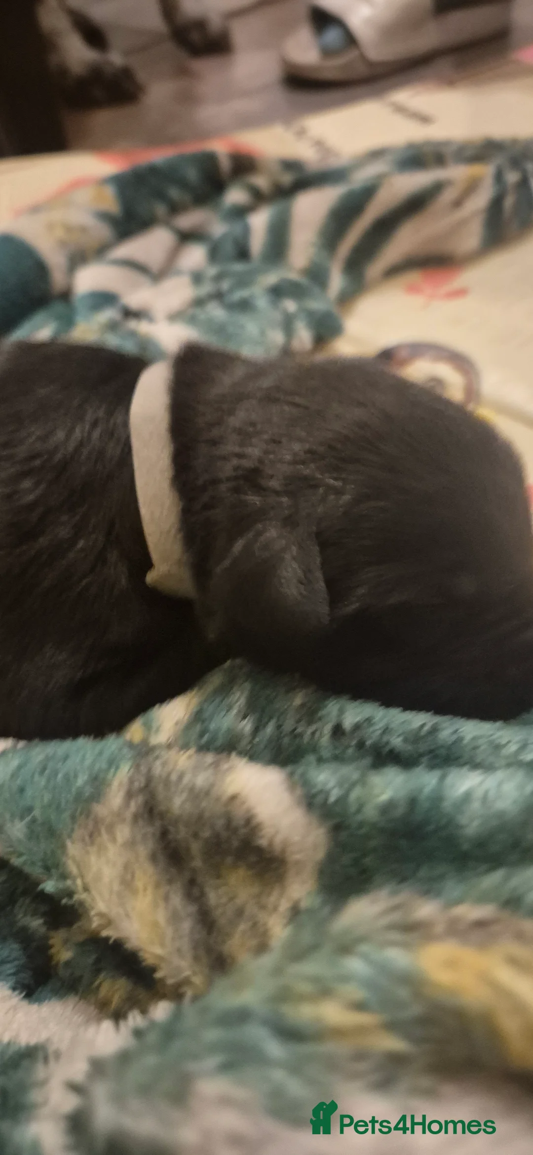 Borador dogs for sale: Lablador / border collie puppies - Advert 8