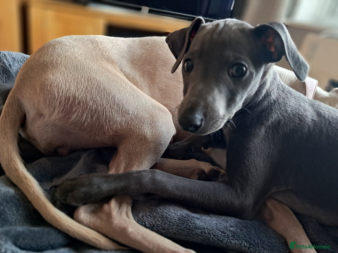 Italian Greyhound dogs for sale: Beautiful Blue Italian greyhound  - Image 3