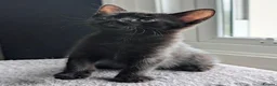 Mixed Breed cats for sale: Kittens available near Worksop/Retford  in Worksop - Advert 2