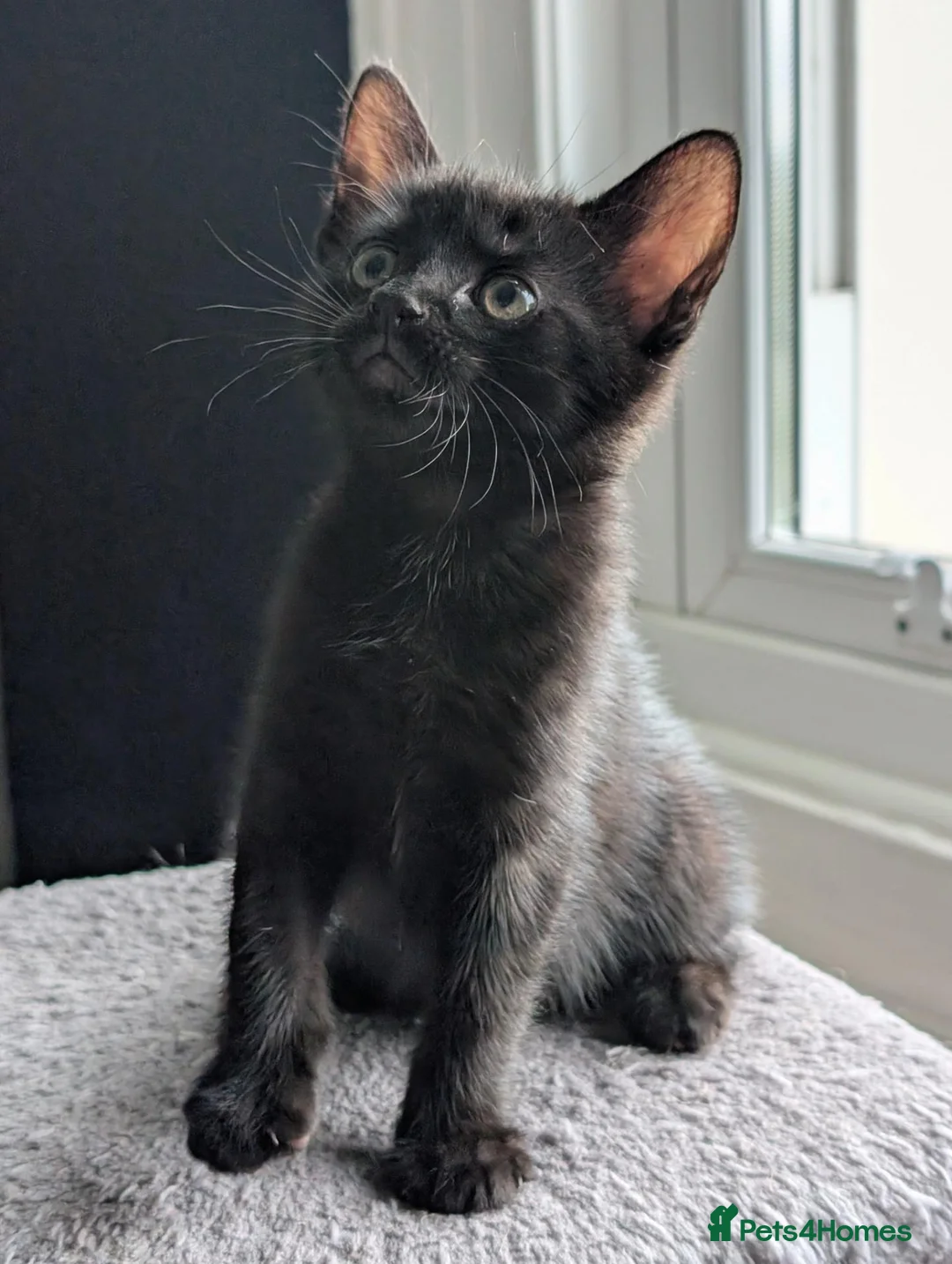 Mixed Breed cats for sale: Kittens available near Worksop/Retford  in Worksop - Advert 2