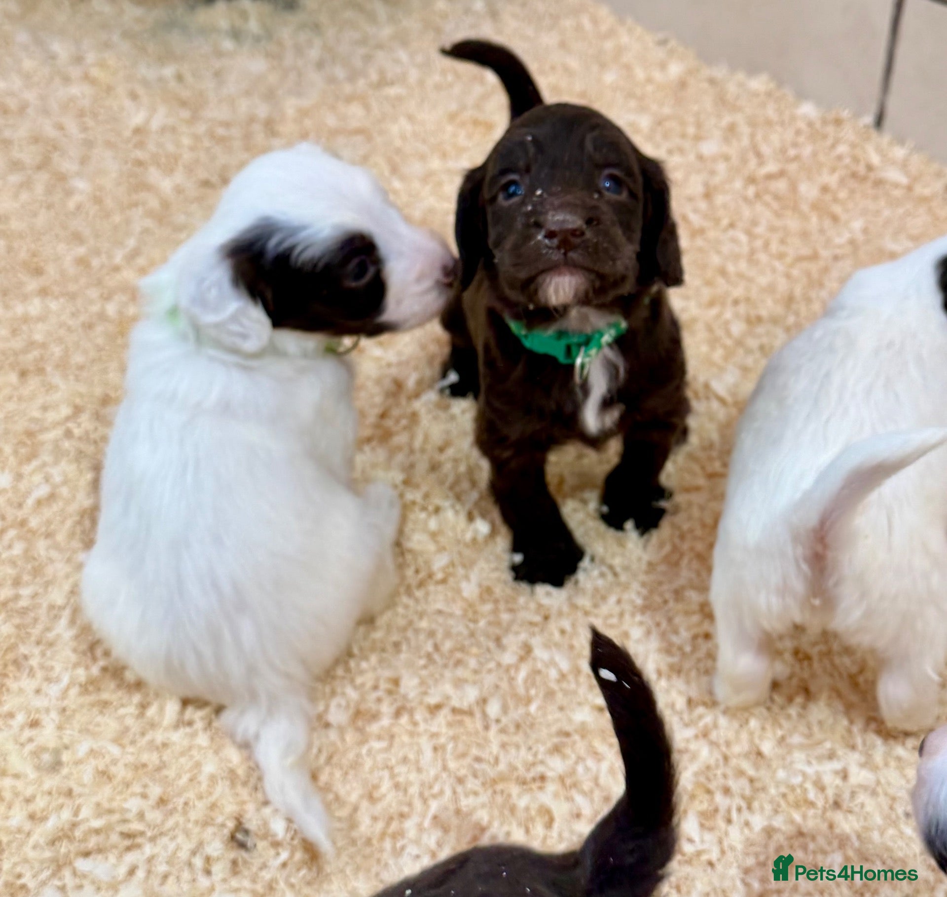Sproodle dogs for sale: Sproodle puppies from experienced, licensed breedr - Advert 1