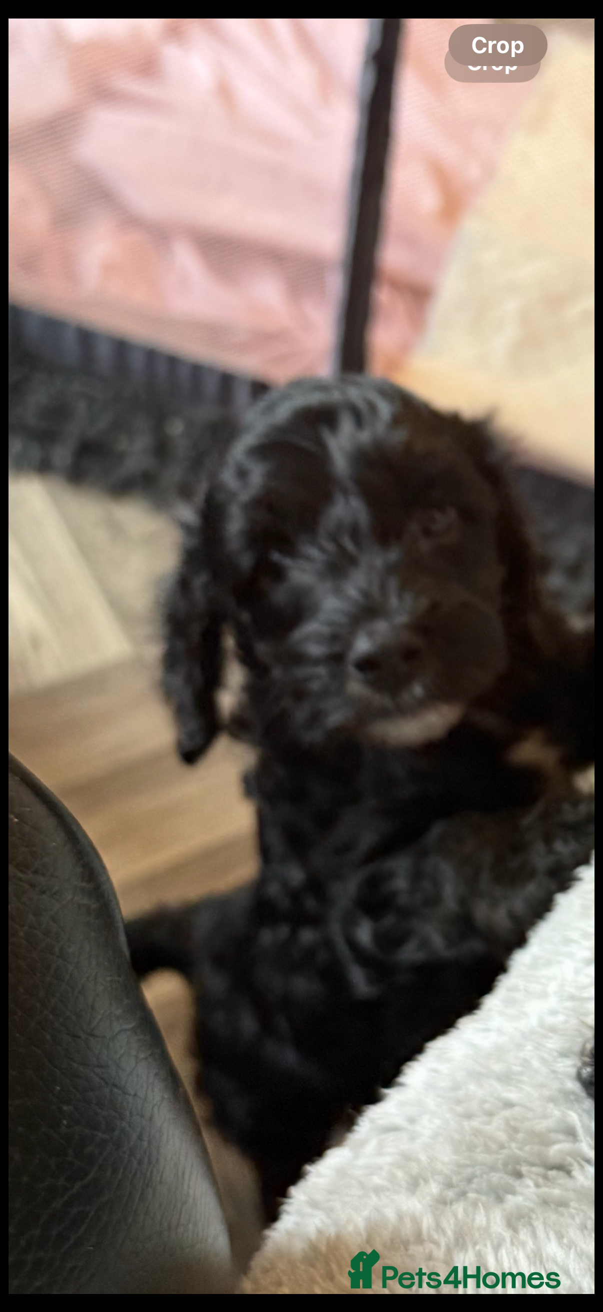 Cockapoo dogs Cockapoo Puppies Ready Now  - Advert 9