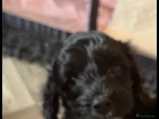 Cockapoo dogs Cockapoo Puppies Ready Now - Advert 9