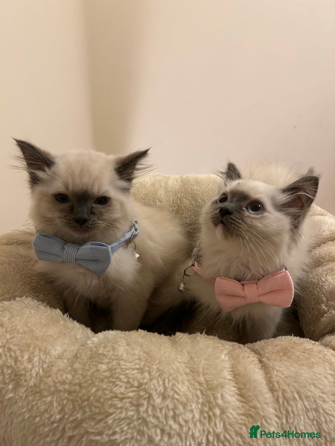 Ragdoll cats for sale: Beautiful Ragdoll Kittens - Advert 1