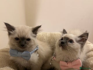 Ragdoll cats Beautiful Ragdoll Kittens - Advert 2