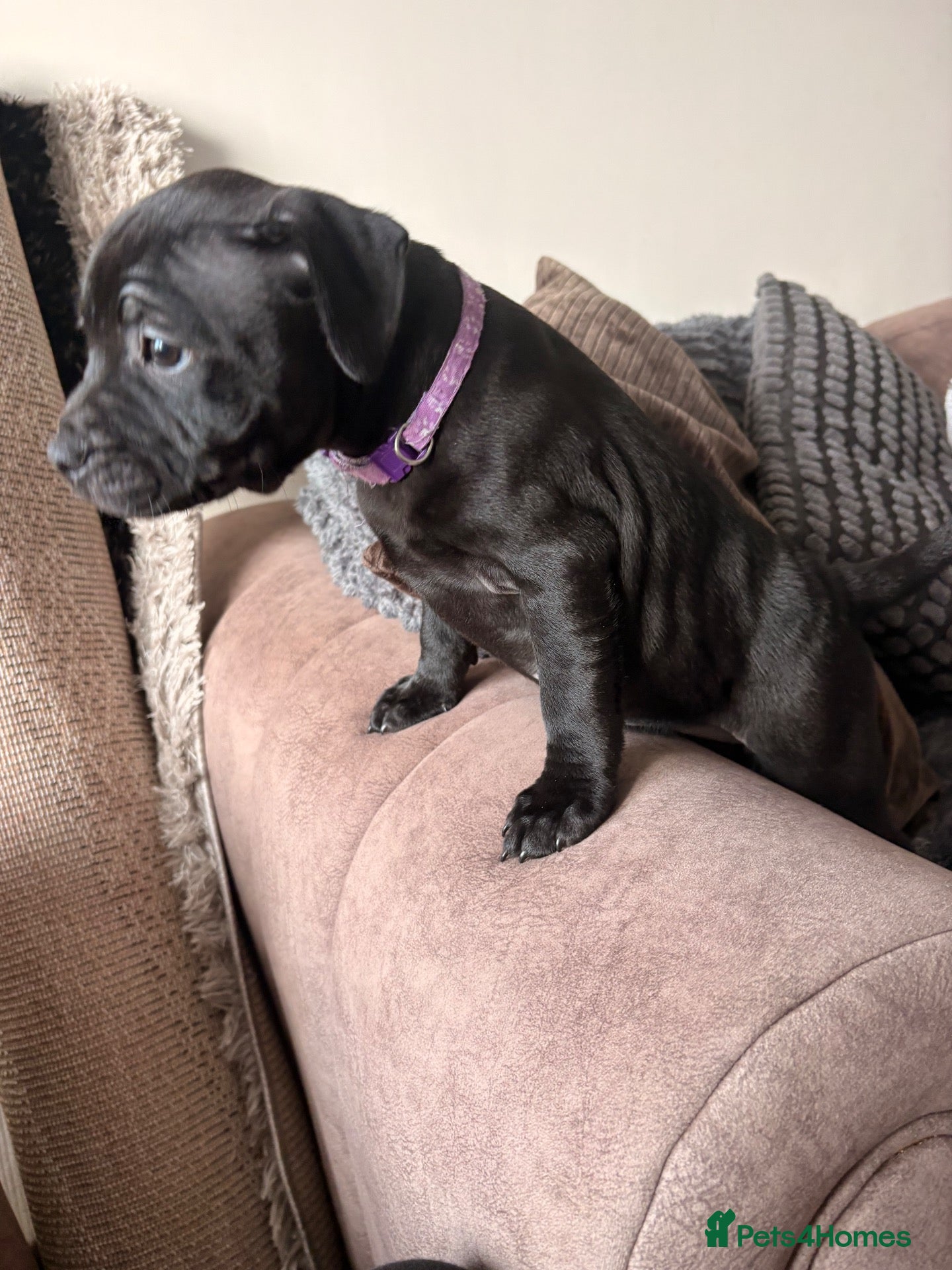 Staffordshire Bull Terrier dogs for sale: 🐾 – READY NOW!! ONLY ONE BALCK GIRL LEFT🐾  - Advert 1